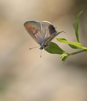 Klein Tijgerblauwtje / Lang's Short-tailed Blue