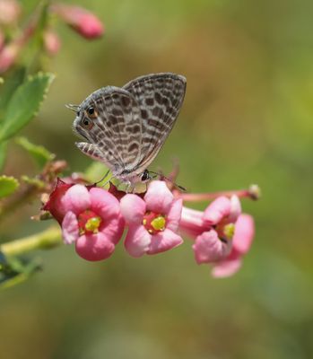 Klein Tijgerblauwtje / Lang's Short-tailed Blue