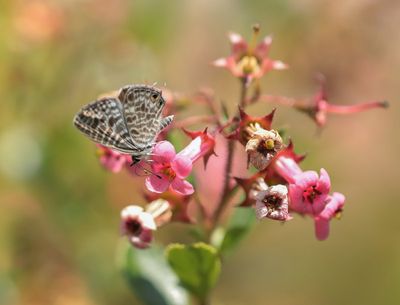 Klein Tijgerblauwtje / Lang's Short-tailed Blue