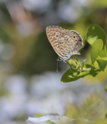 Klein Tijgerblauwtje / Lang's Short-tailed Blue
