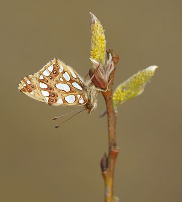 Kleine Parelmoervlinder / Queen of Spain Fritillary
