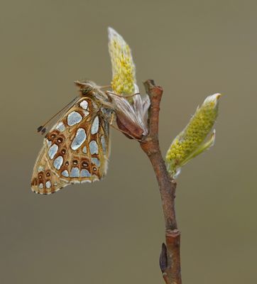 Kleine Parelmoervlinder / Queen of Spain Fritillary