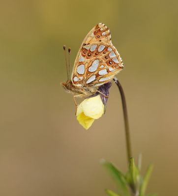 Kleine Parelmoervlinder / Queen of Spain Fritillary