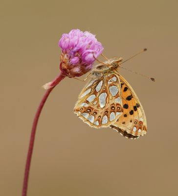Kleine Parelmoervlinder / Queen of Spain Fritillary