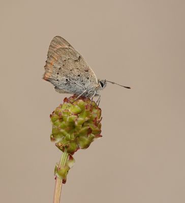 Kleine Vuurvlinder / Small Copper