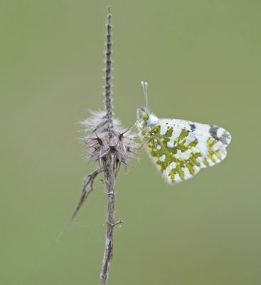 Oostelijk Marmerwitje / Eastern Dappled White