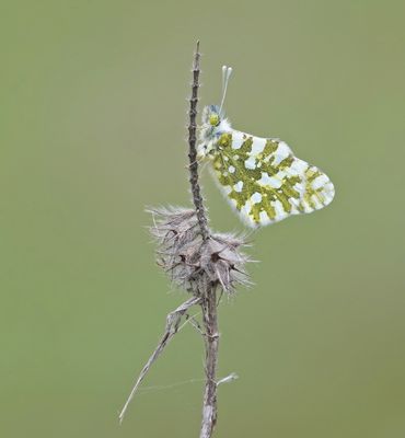 Oostelijk Marmerwitje / Eastern Dappled White