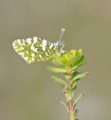 Oostelijk Marmerwitje / Eastern Dappled White