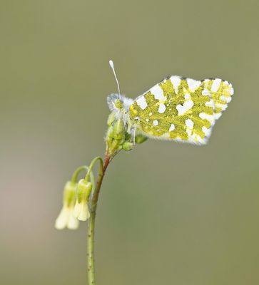 Oostelijk Marmerwitje / Eastern Dappled White