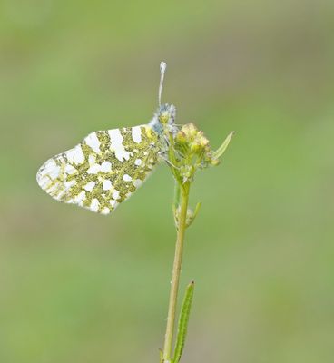 Oostelijk Marmerwitje / Eastern Dappled White