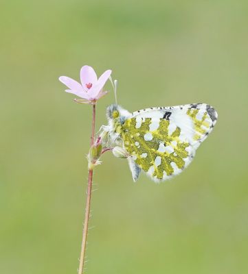 Oostelijk Marmerwitje / Eastern Dappled White