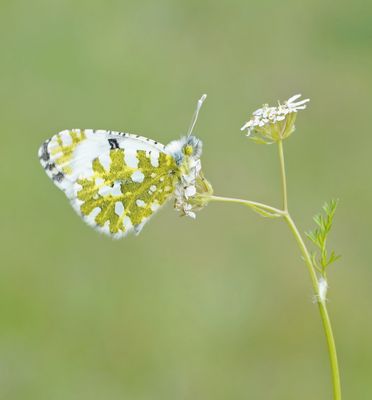 Oostelijk Marmerwitje / Eastern Dappled White