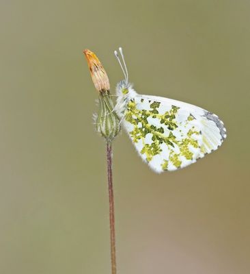 Oranjetipje / Orange Tip