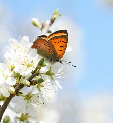 Griekse Vuurvlinder / Grecian Copper