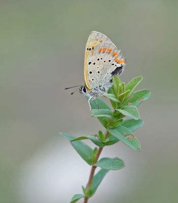 Griekse Vuurvlinder / Grecian Copper