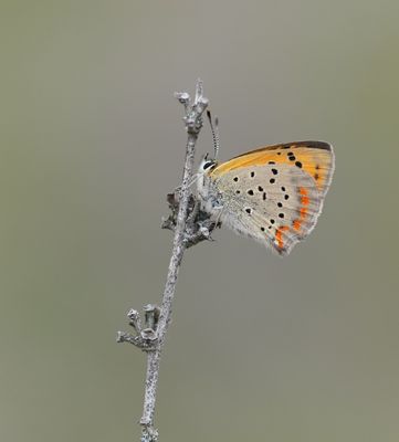 Griekse Vuurvlinder / Grecian Copper