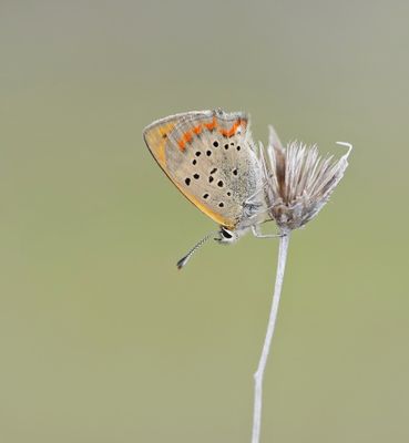 Griekse Vuurvlinder / Grecian Copper