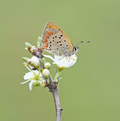 Griekse Vuurvlinder / Grecian Copper