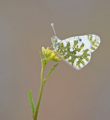 Oostelijk Marmerwitje / Eastern Dappled White