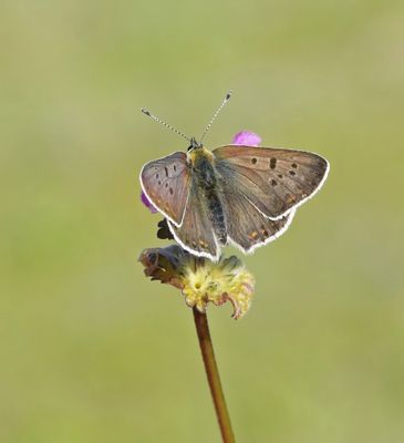 Bruine Vuurvlinder / Sooty Copper
