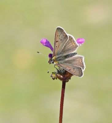 Bruine Vuurvlinder / Sooty Copper