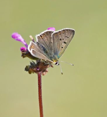 Bruine Vuurvlinder / Sooty Copper