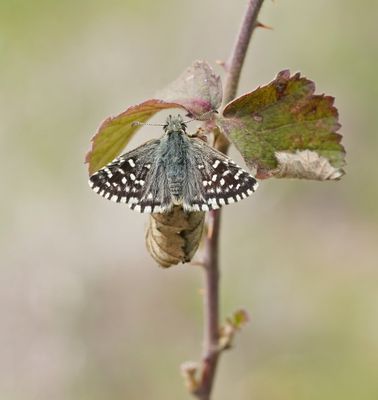 Aardbeivlinder / Grizzled Skipper