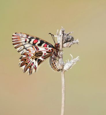 Zuidelijke Pijpbloemvlinder / Southern Festoon