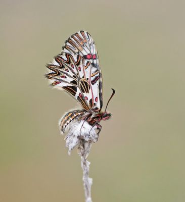 Zuidelijke Pijpbloemvlinder / Southern Festoon