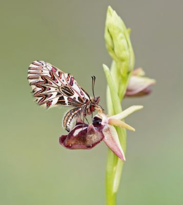 Zuidelijke Pijpbloemvlinder / Southern Festoon