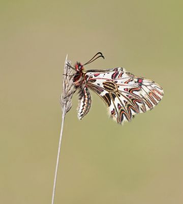 Zuidelijke Pijpbloemvlinder / Southern Festoon