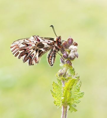 Zuidelijke Pijpbloemvlinder / Southern Festoon