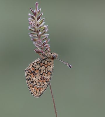 Dubbelstipparelmoervlinder / Twin-spot Fritillary