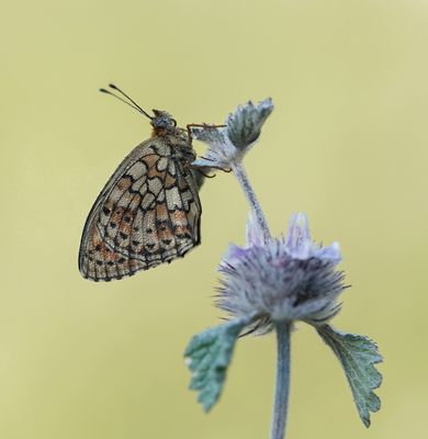 Dubbelstipparelmoervlinder / Twin-spot Fritillary
