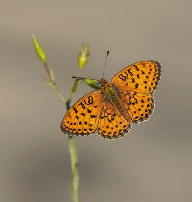 Dubbelstipparelmoervlinder / Twin-spot Fritillary
