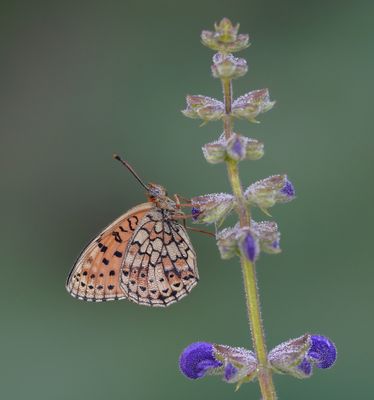 Dubbelstipparelmoervlinder / Twin-spot Fritillary
