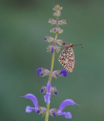 Dubbelstipparelmoervlinder / Twin-spot Fritillary