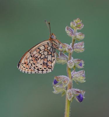 Dubbelstipparelmoervlinder / Twin-spot Fritillary