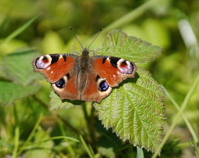 Dagpauwoog / Peacock Butterfly