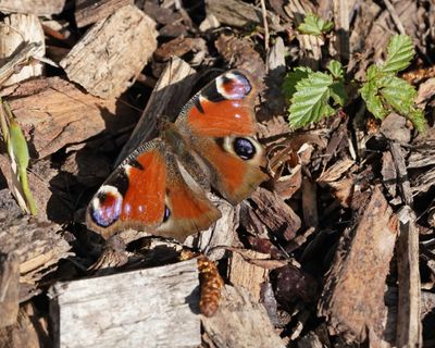 Dagpauwoog / Peacock Butterfly