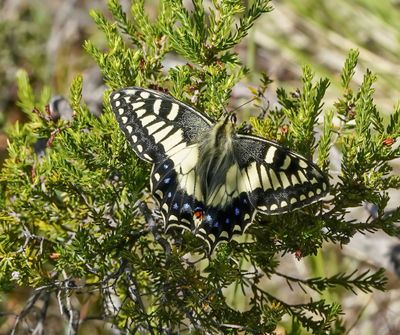 Corsicaanse Koninginnenpage / Corsican Swallowtail