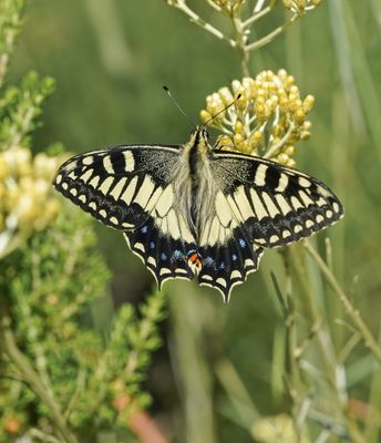 Corsicaanse Koninginnenpage / Corsican Swallowtail
