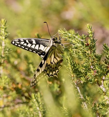 Corsicaanse Koninginnenpage / Corsican Swallowtail