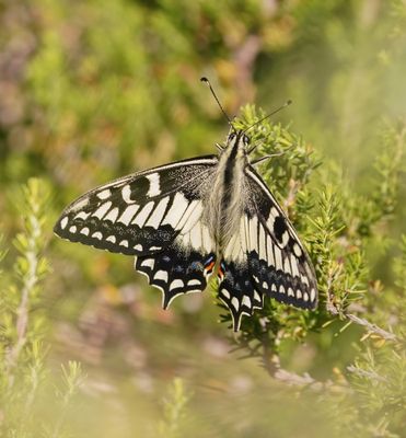 Corsicaanse Koninginnenpage / Corsican Swallowtail