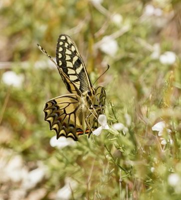 Corsicaanse Koninginnenpage / Corsican Swallowtail