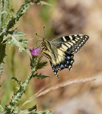 Corsicaanse Koninginnenpage / Corsican Swallowtail