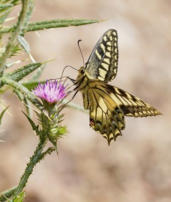 Corsicaanse Koninginnenpage / Corsican Swallowtail
