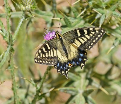 Corsicaanse Koninginnenpage / Corsican Swallowtail