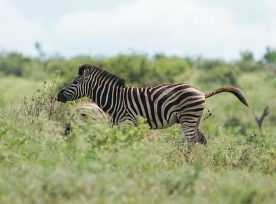 Sebra / Common Zebra