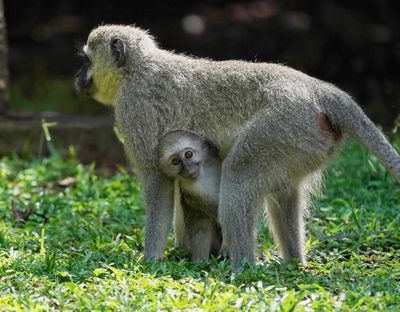 Blouaap / Vervet Monkey